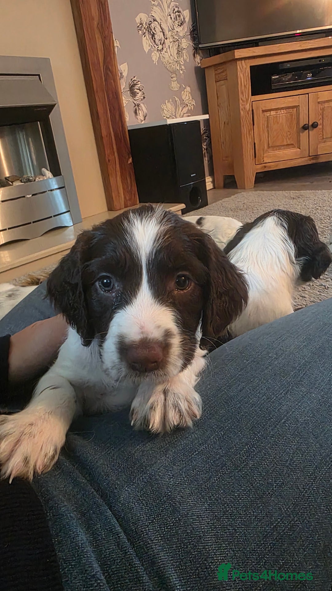 English Springer Spaniel dogs for sale: English Springer Spaniel Puppies - Image 10