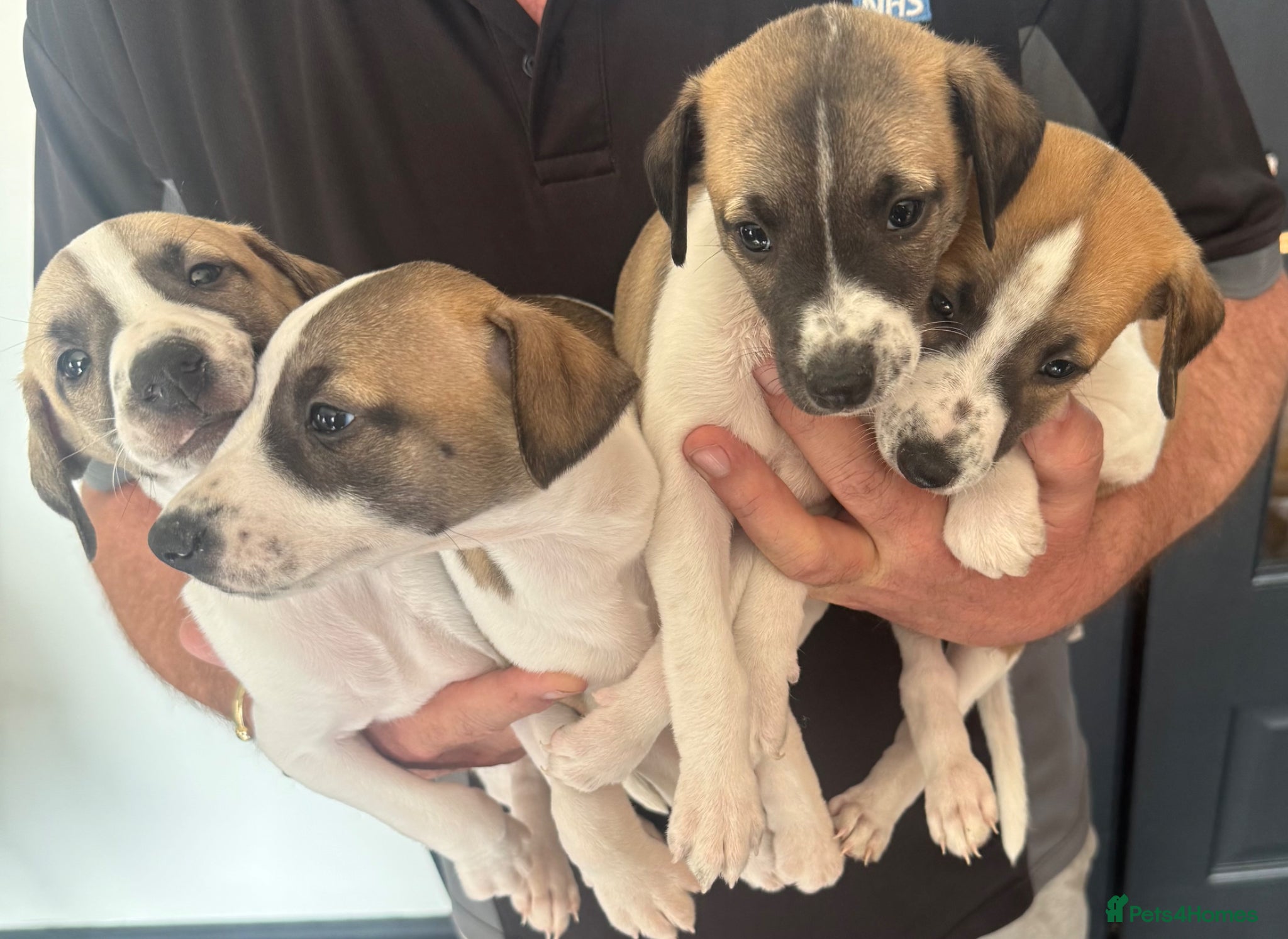 Whippet dogs KC Registered Whippet Pups - Advert 1