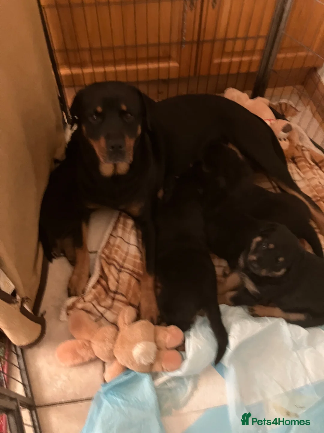 Mixed Breed dogs for sale: Rottweiler x German Shepard protection puppies in Atherstone - Advert 1