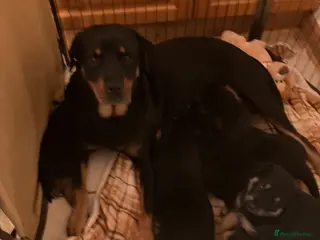 Mixed Breed dogs Rottweiler x German Shepard protection puppies - Advert 1