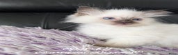 Ragdoll cats for sale: GCCF Pedigree Ragdoll Kittens Champion Lines - Advert 36