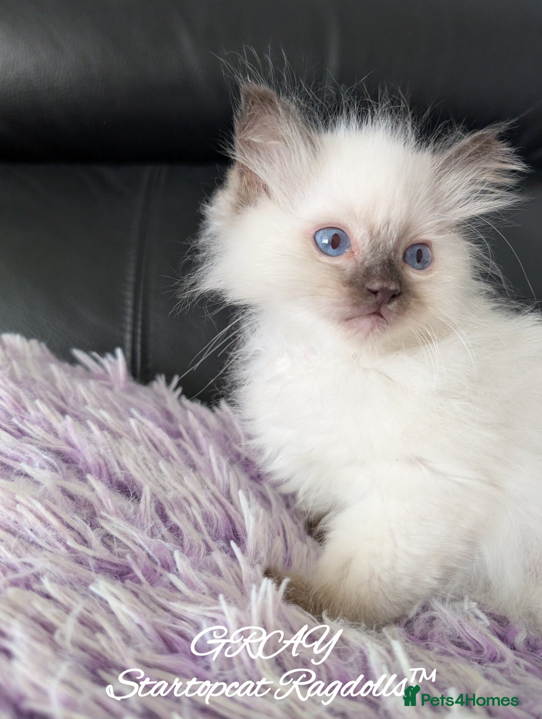 Ragdoll cats for sale: GCCF Pedigree Ragdoll Kittens Champion Lines - Advert 36