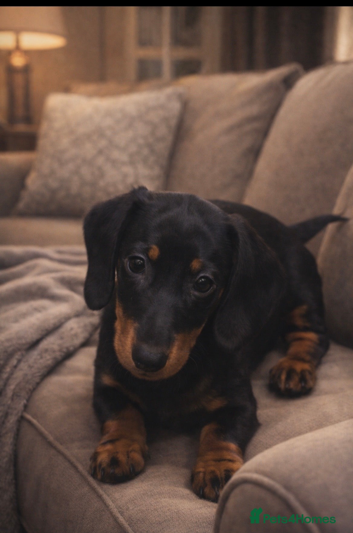 Dachshund dogs Dachshund Puppies   - Advert 14