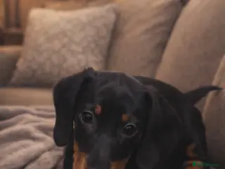 Dachshund dogs Dachshund Puppies - Advert 14