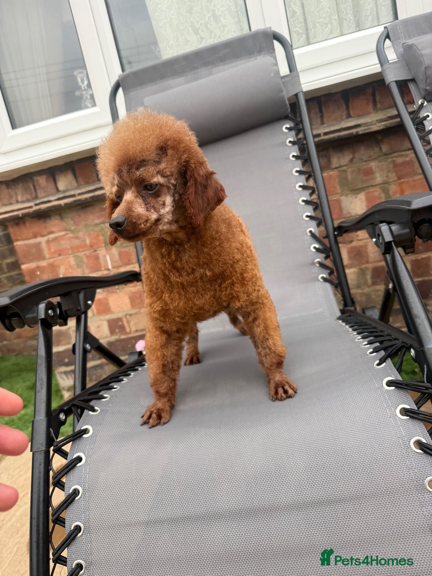 Toy Poodle dogs 2 year old Korean toy poodle  - Advert 1