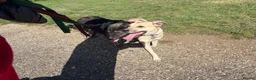 Mixed Breed dogs for adoption: Ivy - Norwich Norfolk  in Norwich - Advert 8
