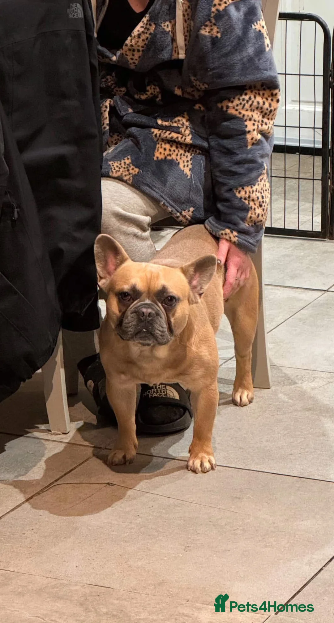 French Bulldog dogs for sale: French Bulldog - Advert 2