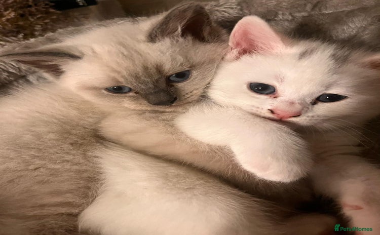 British Shorthair cats - Advert 1