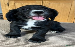 Cocker Spaniel dogs for sale: Working cocker spaniel pups  - Image 9