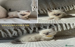 Ragdoll cats for sale: True to type, pure bred Ragdoll kittens  - Image 8