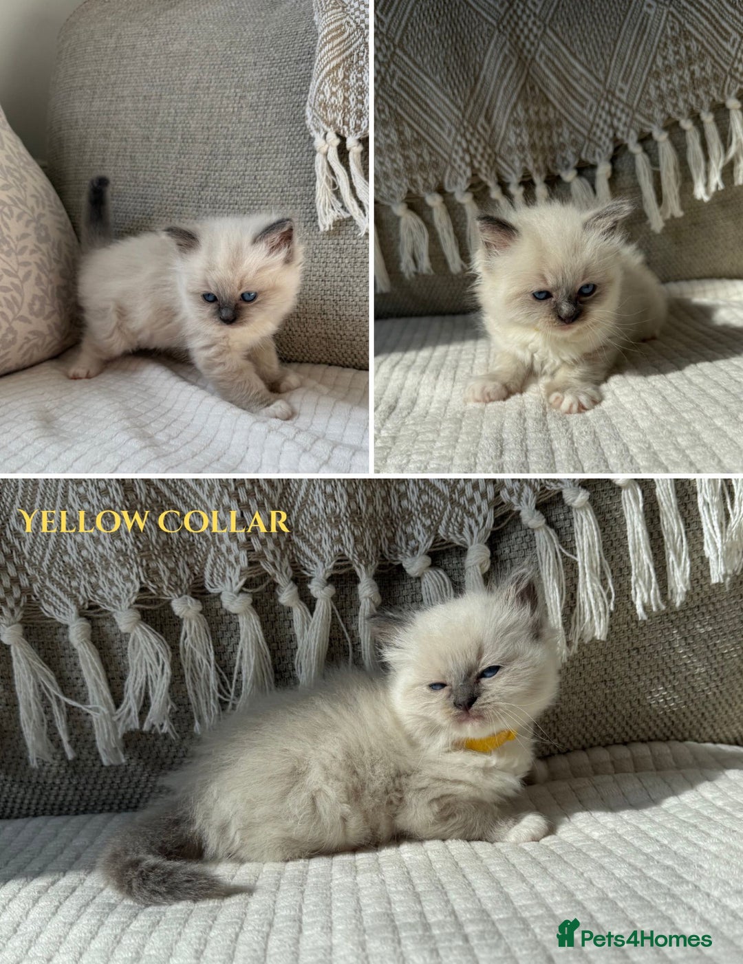 Ragdoll cats for sale: True to type, pure bred Ragdoll kittens  - Image 8