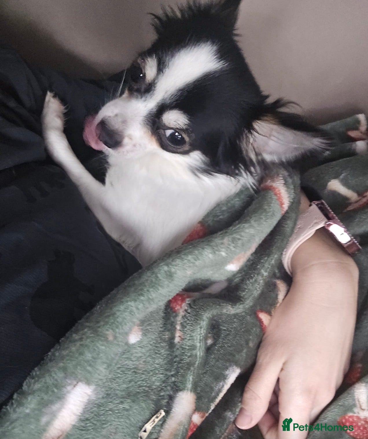 Chihuahua dogs Jasmine/Jazzy ❤️  - Advert 2