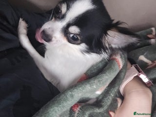 Chihuahua dogs Jasmine/Jazzy ❤️ - Advert 2