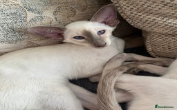 Siamese cats for sale: Gorgeous New Style Siamese kittens GCCF - Image 4