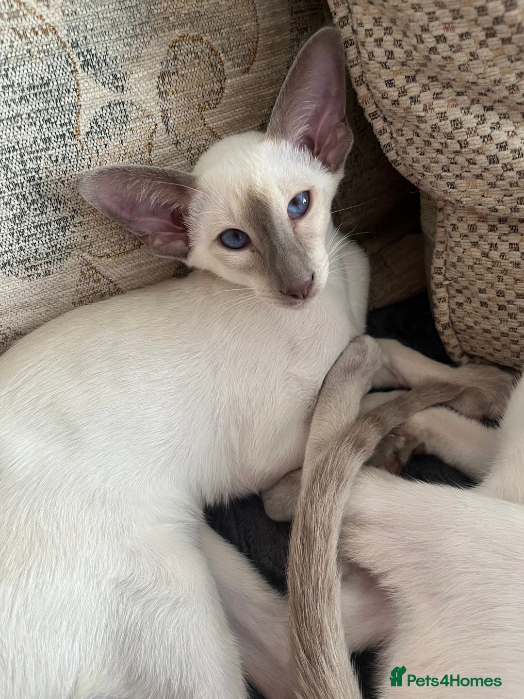 Siamese cats for sale: Gorgeous New Style Siamese kittens GCCF - Image 4