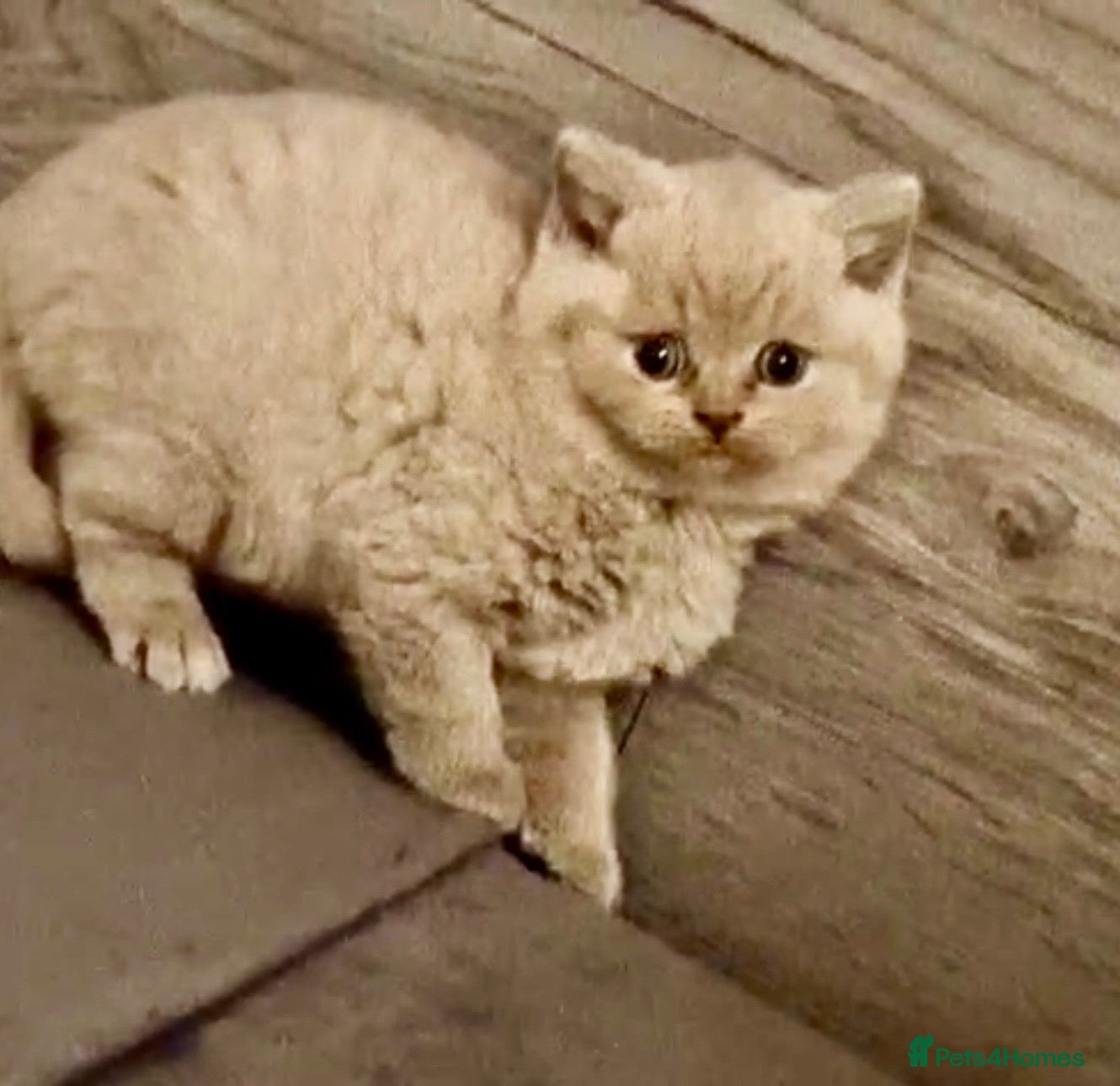British Shorthair cats Stunning Pure BSH Lilac Male Kitten-7.5 Weeks old - Advert 6
