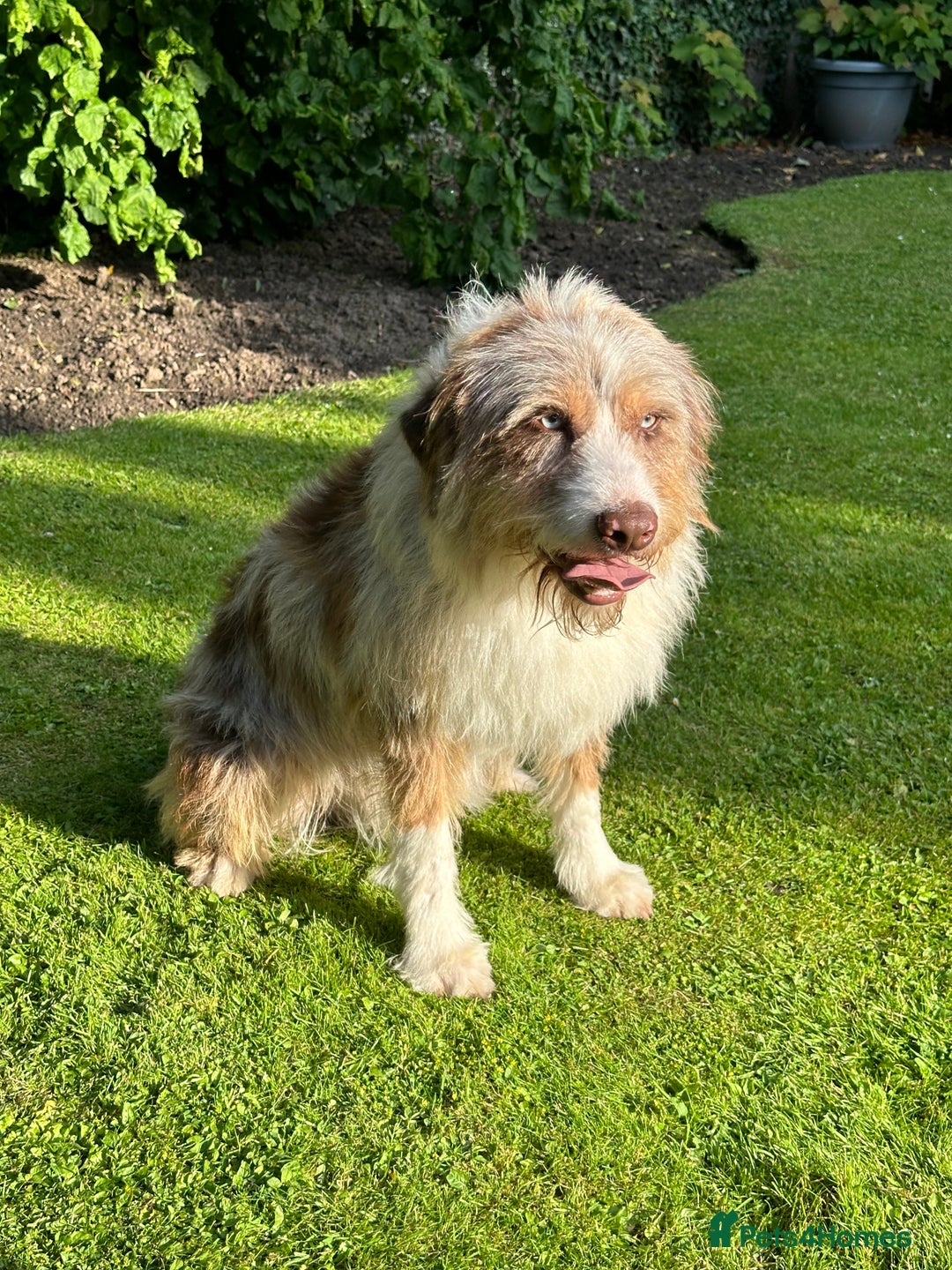 Australian Labradoodle dogs for sale: Merlin neutered boy for sale  - Image 3