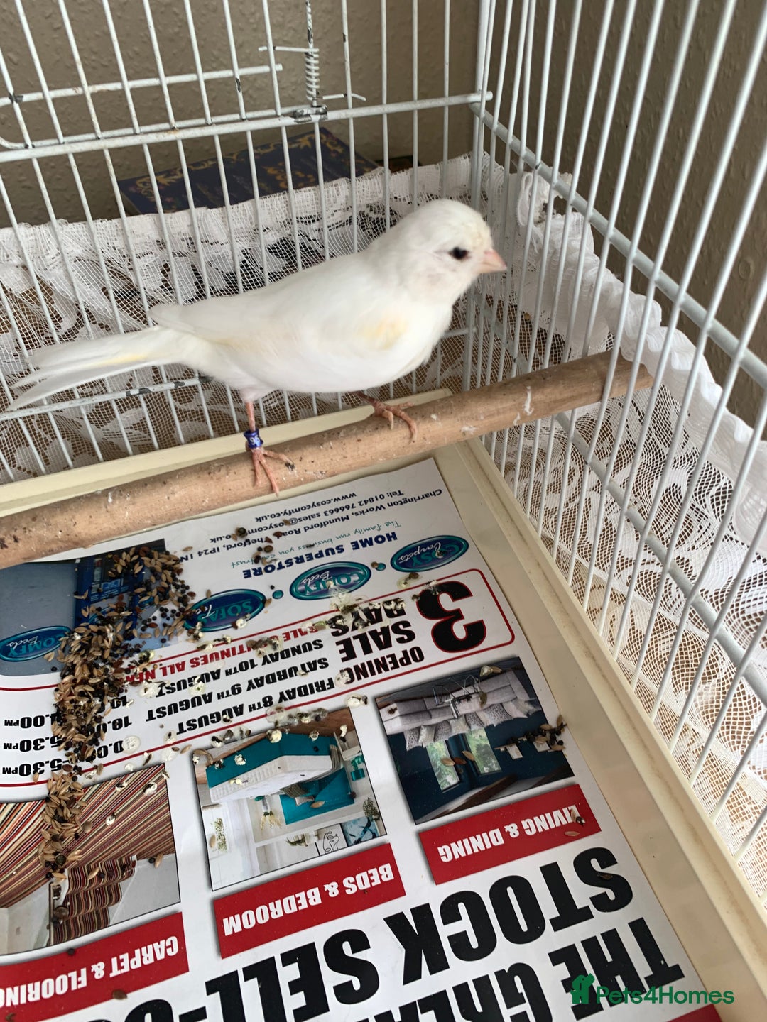 Canaries birds for sale: Canaries  - Image 6