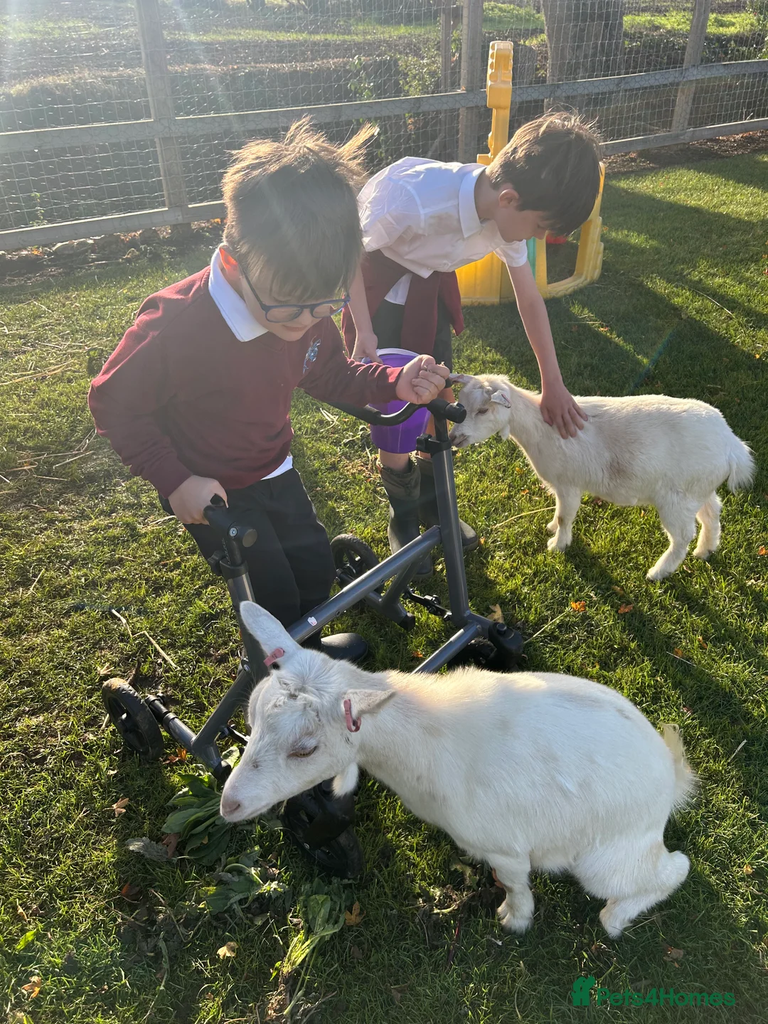 Goats livestock for sale: 2x pigmy goats mum and daughter  - Advert 1