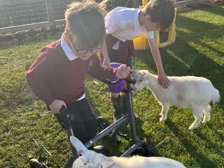 Goats livestock 2x pigmy goats mum and daughter - Advert 5