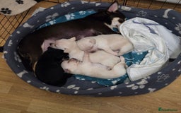 Chihuahua dogs for sale: Smooth coat Chihuahua puppies - Image 2