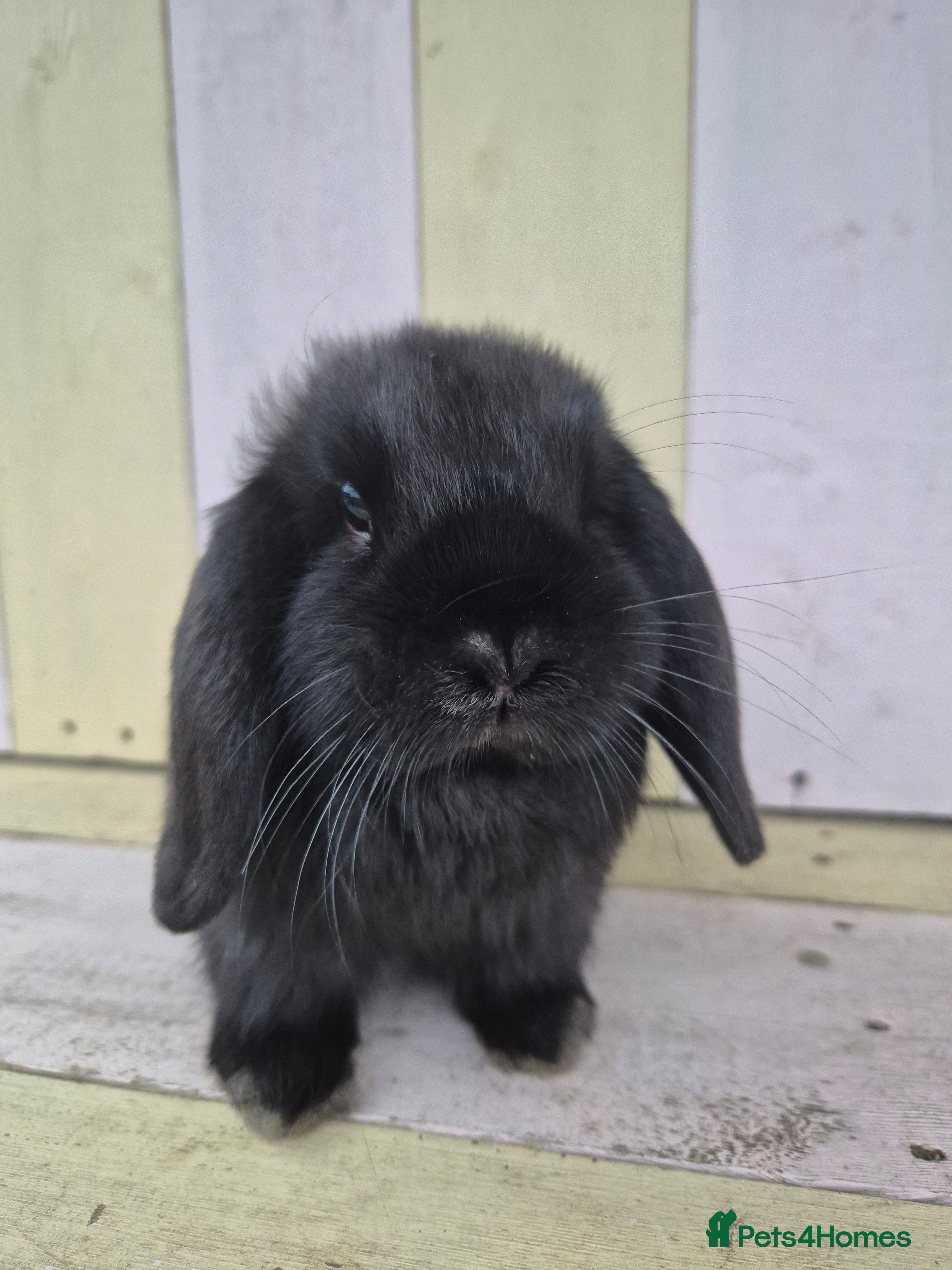 Mini Lop rabbits 🖤 black mini lop girlie for her furever home 🖤 - Advert 1
