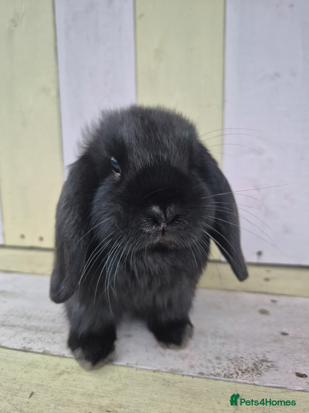 Mini Lop rabbits for sale: 🖤 black mini lop girlie for her furever home 🖤 - Advert 1