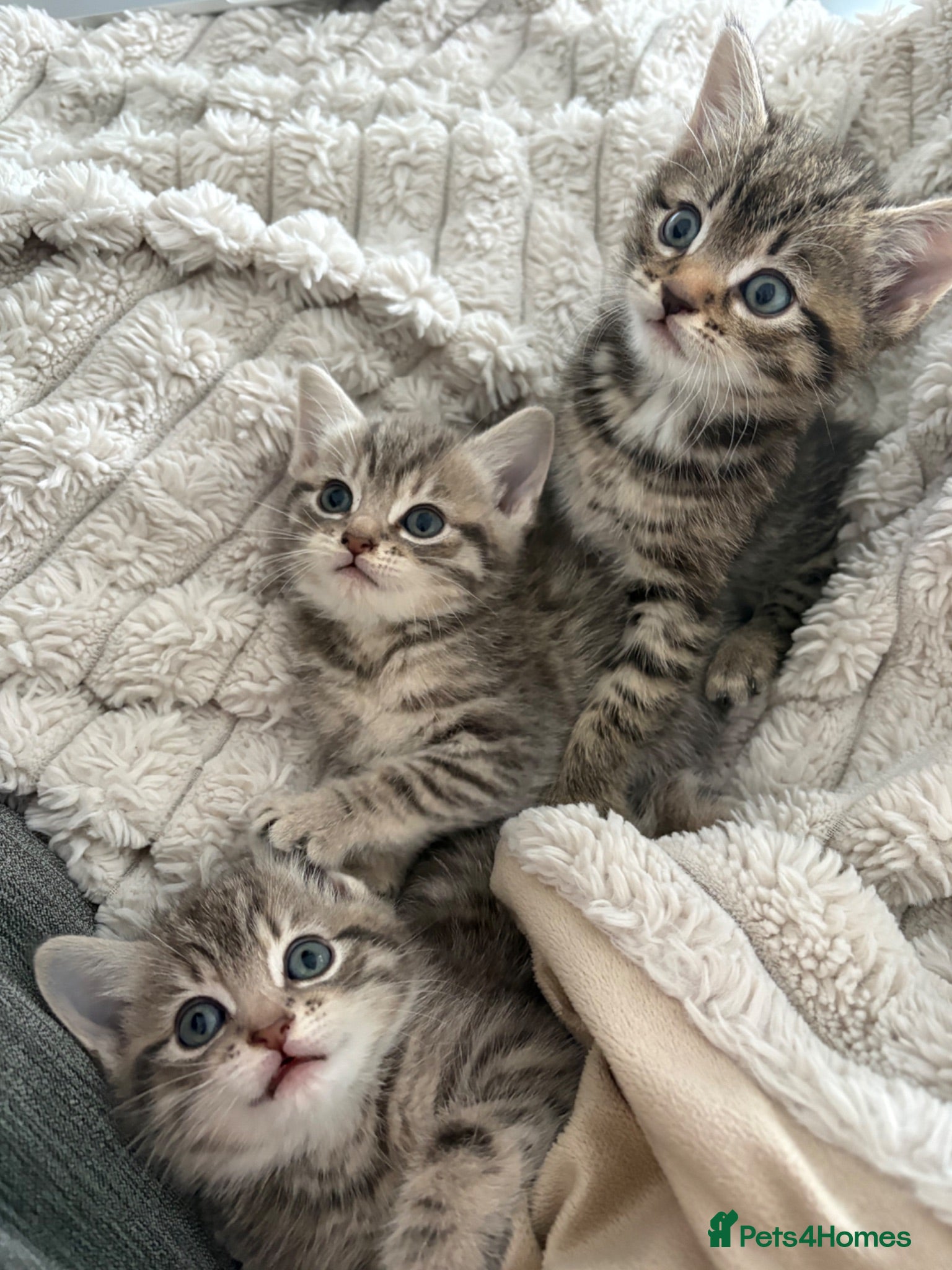 Mixed Breed cats Beautiful kittens looking for homes - Advert 13