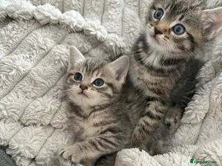 Mixed Breed cats Beautiful kittens looking for homes - Advert 1