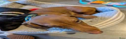 Miniature Dachshund dogs for sale: 2x miniature dachshunds - Advert 13