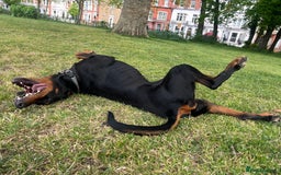 Dobermann dogs for sale: Sweet Doberman Girlie ❤️(price negotiable) - Image 8