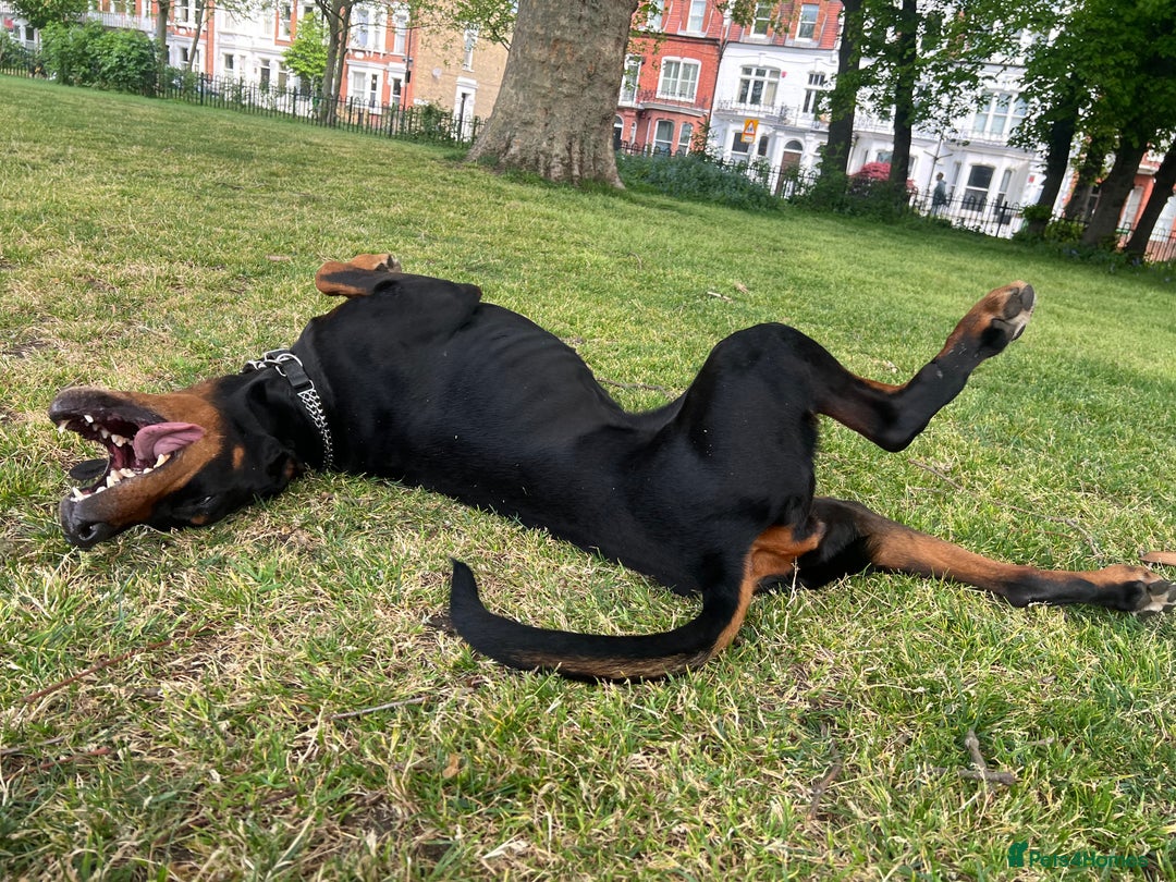 Dobermann dogs for sale: Sweet Doberman Girlie ❤️(price negotiable) - Image 8