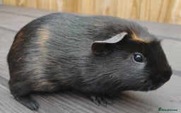 Guinea Pig rodents for sale: Happy, Healthy, Handsome & Confident Pet Boars - Image 9