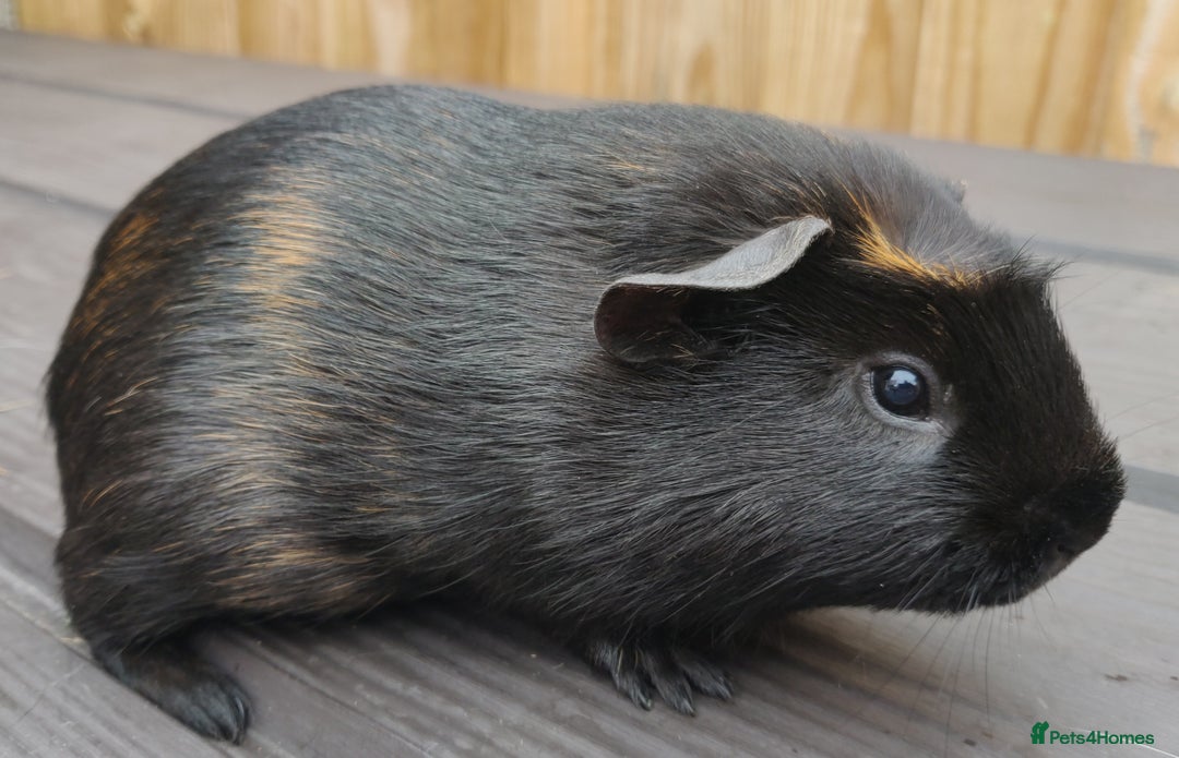 Guinea Pig rodents for sale: Happy, Healthy, Handsome & Confident Pet Boars - Image 9