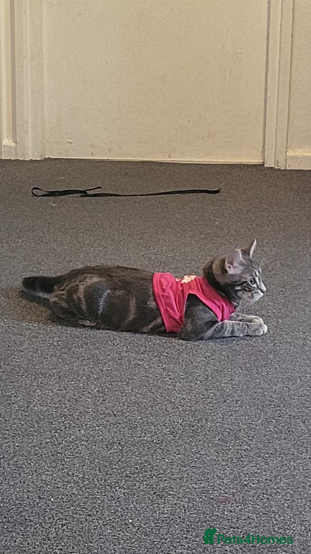Domestic Shorthair cats for sale: 2 gorgeous kittens for sale - Image 13