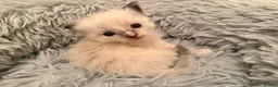 Ragdoll cats for sale: Kitten Ragdoll cat blue point  - Advert 13