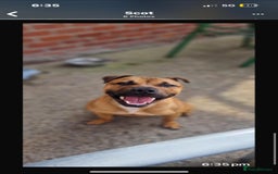 Staffordshire Bull Terrier dogs for sale: Beautiful Staffy puppies. - Image 11