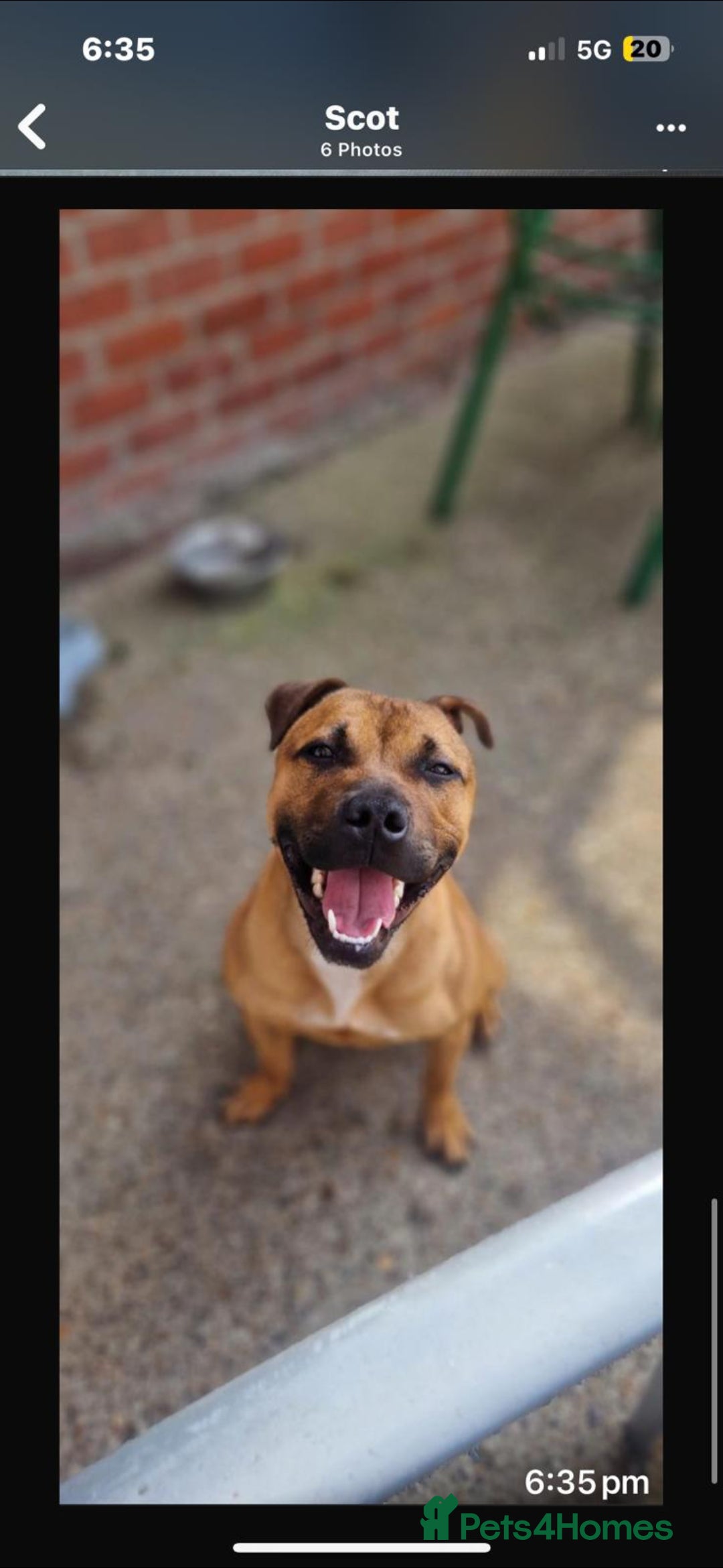Staffordshire Bull Terrier dogs for sale: Beautiful Staffy puppies. - Image 11
