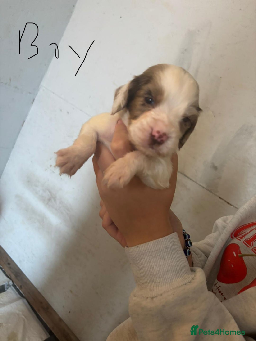 Cocker Spaniel dogs for sale: Merl cocker spaniel puppies  - Image 21