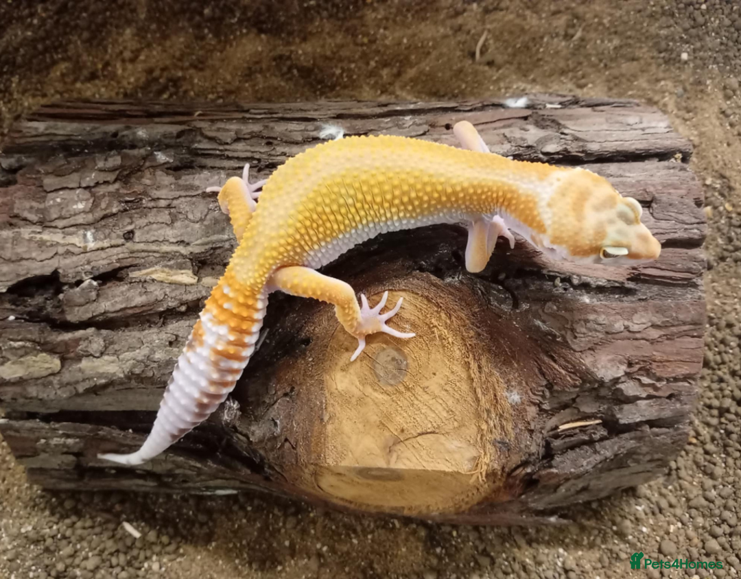 Leopard Gecko reptiles for sale: Leopard Gecko Juveniles Available CBUK - Advert 2