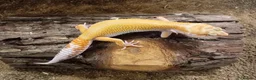 Leopard Gecko reptiles for sale: Leopard Gecko Juveniles Available CBUK - Advert 2