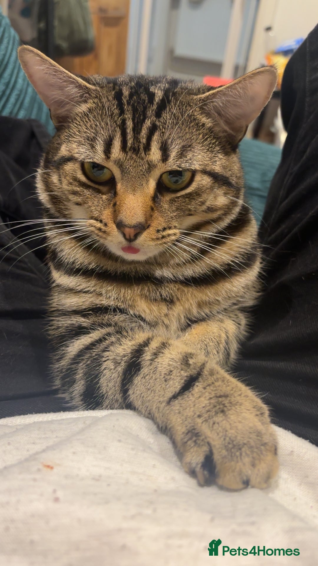 Mixed Breed cats for sale: Tigger  - Advert 1