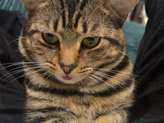 Mixed Breed cats Tigger - Advert 4