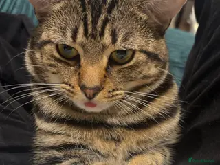 Mixed Breed cats Tigger - Advert 18