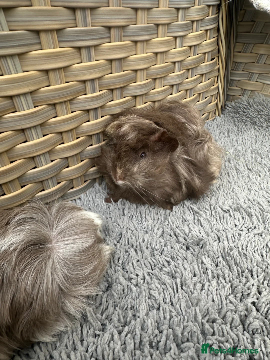 Guinea Pig rodents for sale: 2 long haired baby Peruvian boy guinea pigs. - Advert 3