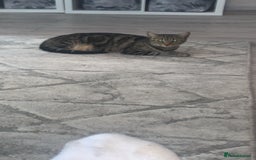 Mixed Breed cats for sale: Cat for rehoming  - Image 2