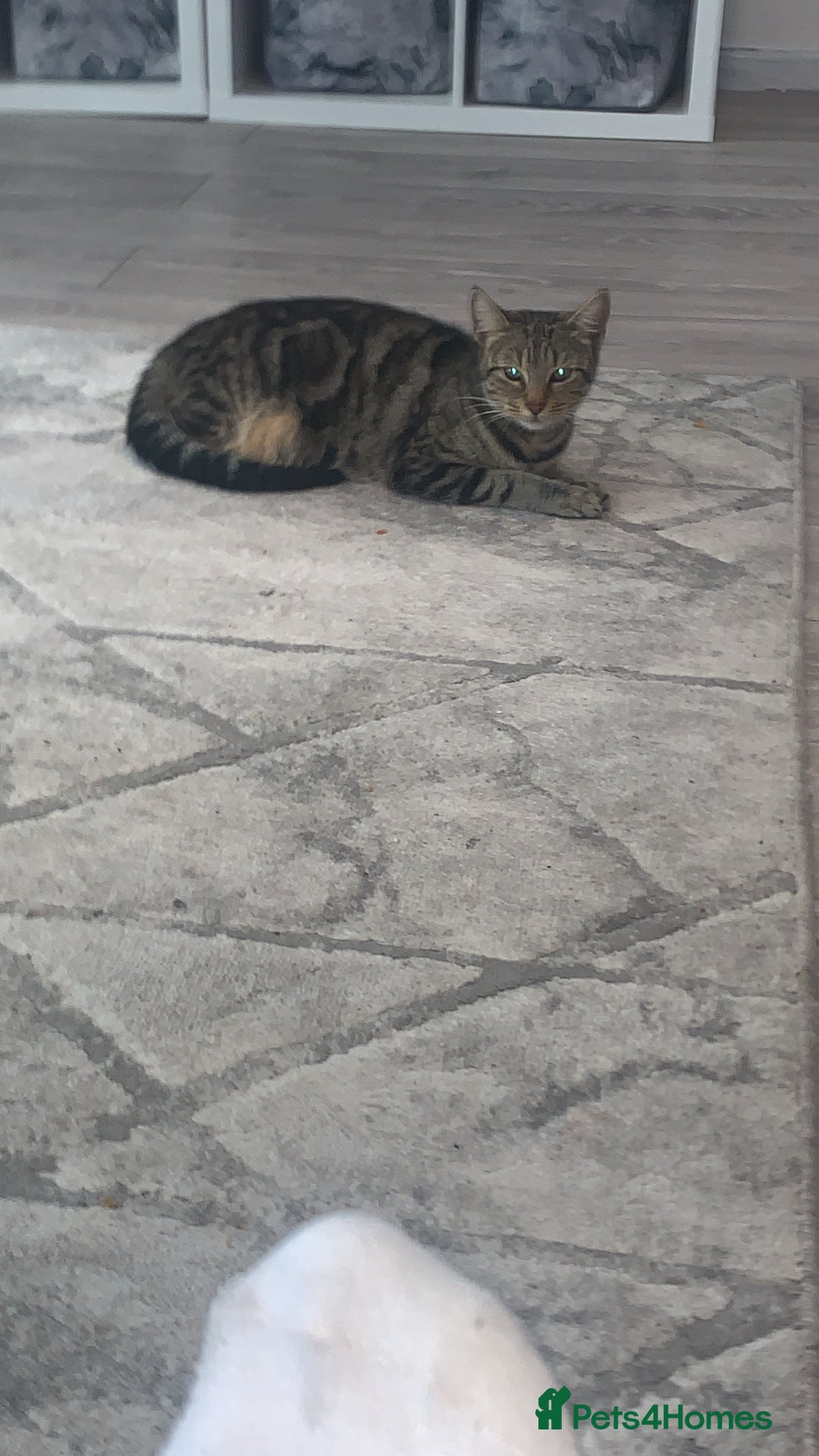 Mixed Breed cats for sale: Cat for rehoming  - Image 2