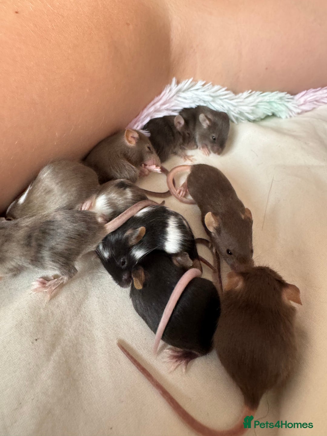 Mouse rodents for sale: Baby fancy mice - Image 5