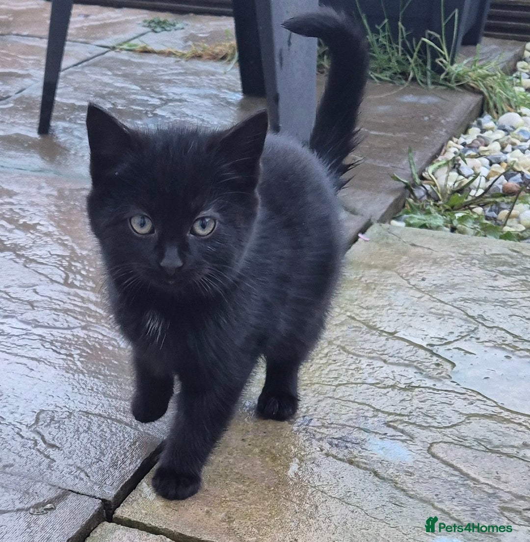Mixed Breed cats for sale: Kittens  - Advert 4