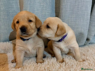 Labrador Retriever dogs for sale - Advert 1